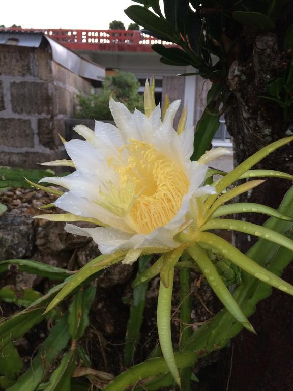 Minshuku Irayoi Hotel Ishigaki  Ngoại thất bức ảnh